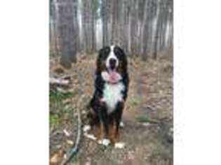 Bernese Mountain Dog Puppy for sale in Elkhart, IN, USA