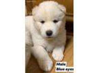 Siberian Husky Puppy for sale in Colbert, GA, USA