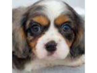 Cavalier King Charles Spaniel Puppy for sale in Humboldt, KS, USA