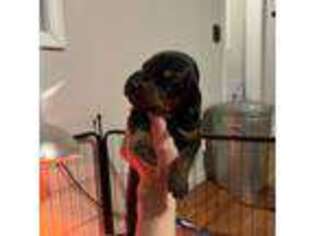Doberman Pinscher Puppy for sale in Manistee, MI, USA
