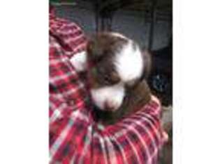 Australian Shepherd Puppy for sale in Manitowoc, WI, USA
