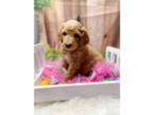 Goldendoodle Puppy for sale in Seven Springs, NC, USA