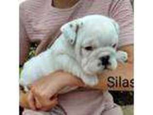 Bulldog Puppy for sale in Mount Eaton, OH, USA