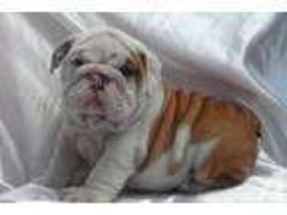 Bulldog Puppy for sale in STERLING, VA, USA