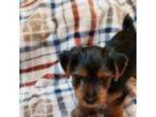 Yorkshire Terrier Puppy for sale in Winnabow, NC, USA
