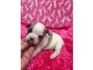 French Bulldog Puppy for sale in Churchton, MD, USA