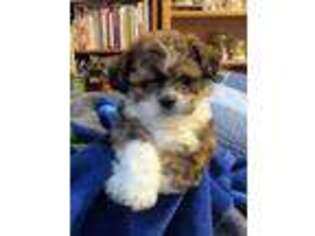 Shih-Poo Puppy for sale in Colorado Springs, CO, USA