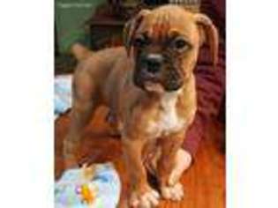 Boxer Puppy for sale in Sulphur Springs, TX, USA