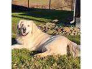 Golden Retriever Puppy for sale in Scio, OH, USA