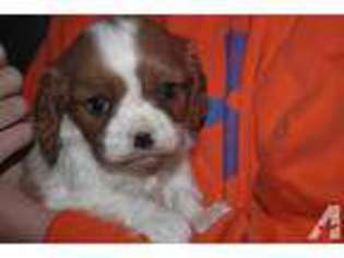 Cavalier King Charles Spaniel Puppy for sale in WINDSOR, PA, USA
