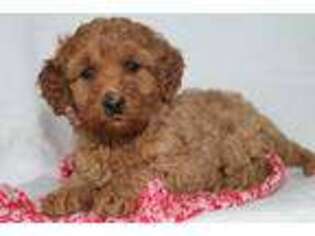 Goldendoodle Puppy for sale in Grand Rapids, MI, USA