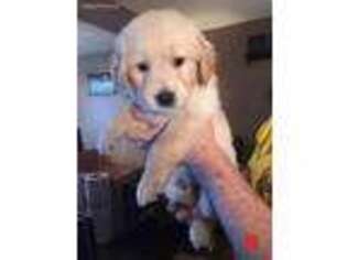 Golden Retriever Puppy for sale in Harrison City, PA, USA