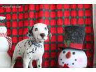 Dalmatian Puppy for sale in Benson, NC, USA