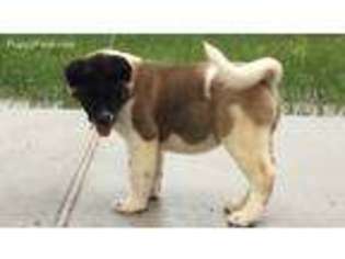 Akita Puppy for sale in Rosharon, TX, USA