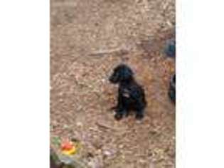 Great Dane Puppy for sale in Norfolk, VA, USA