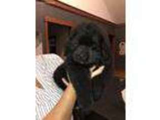 Newfoundland Puppy for sale in Huntington, IN, USA