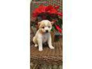 Shiba Inu Puppy for sale in Sabina, OH, USA