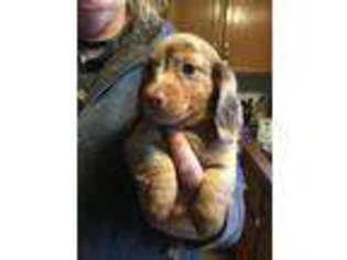 Dachshund Puppy for sale in Chehalis, WA, USA