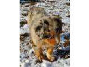 Australian Shepherd Puppy for sale in Somers, MT, USA