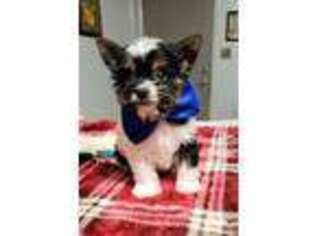 Biewer Terrier Puppy for sale in Okmulgee, OK, USA