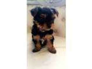 Yorkshire Terrier Puppy for sale in Justice, IL, USA