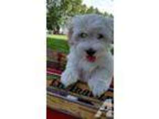 Havanese Puppy for sale in MIDDLETOWN, VA, USA