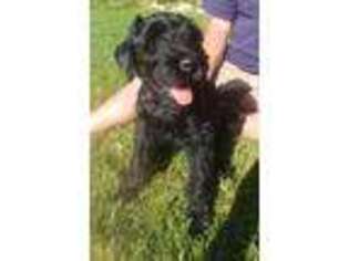 Black Russian Terrier Puppy for sale in Bountiful, UT, USA