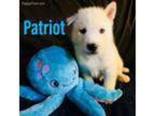 Siberian Husky Puppy for sale in Scotts, MI, USA