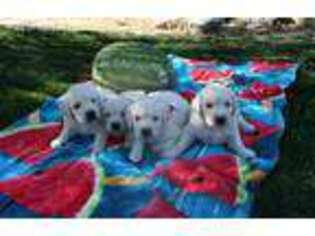 Mutt Puppy for sale in Tollhouse, CA, USA