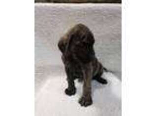 Mastiff Puppy for sale in Oblong, IL, USA