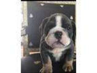 Bulldog Puppy for sale in Spring Hill, FL, USA