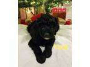 Labradoodle Puppy for sale in Diamond, MO, USA