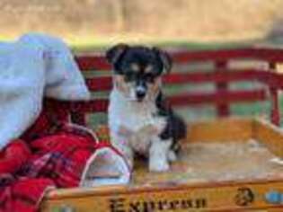 Pembroke Welsh Corgi Puppy for sale in Richland, PA, USA