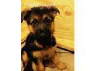 Mutt Puppy for sale in Rowesville, SC, USA