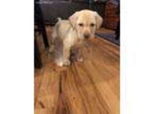 Labrador Retriever Puppy for sale in Sioux Falls, SD, USA