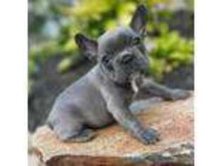 French Bulldog Puppy for sale in Pine City, MN, USA