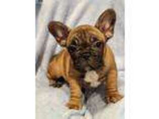 French Bulldog Puppy for sale in Athens, TN, USA
