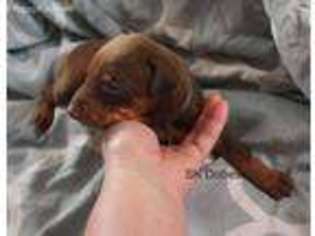 Doberman Pinscher Puppy for sale in Eagle Lake, FL, USA