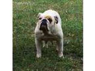 Bulldog Puppy for sale in Demopolis, AL, USA