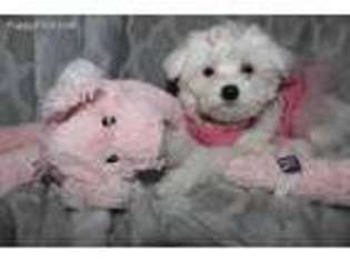 Maltese Puppy for sale in Davenport, FL, USA
