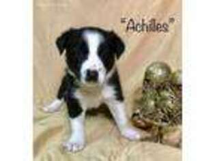 Border Collie Puppy for sale in Hutto, TX, USA