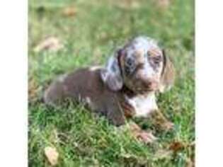 Dachshund Puppy for sale in Seymour, MO, USA