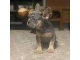 French Bulldog Puppy for sale in Marion, TX, USA