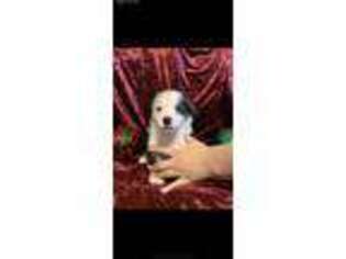 Pembroke Welsh Corgi Puppy for sale in Sherman, TX, USA
