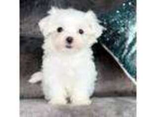 Maltese Puppy for sale in Rio Rancho, NM, USA