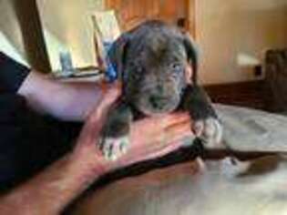 Cane Corso Puppy for sale in Apex, NC, USA