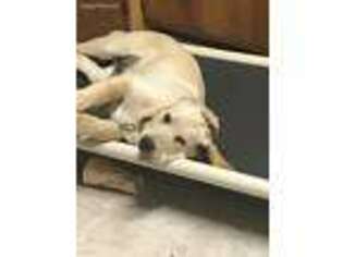 Labrador Retriever Puppy for sale in Portage, WI, USA