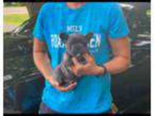 French Bulldog Puppy for sale in Thorp, WI, USA