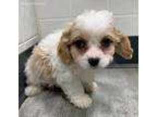 Cavapoo Puppy for sale in Clare, IL, USA