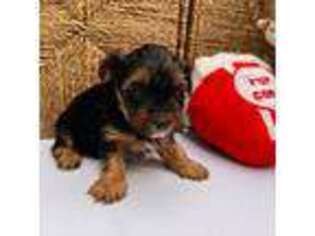 Yorkshire Terrier Puppy for sale in Maryville, TN, USA